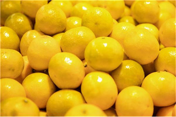 柑和沃柑的區別 東甲柑多少錢一斤