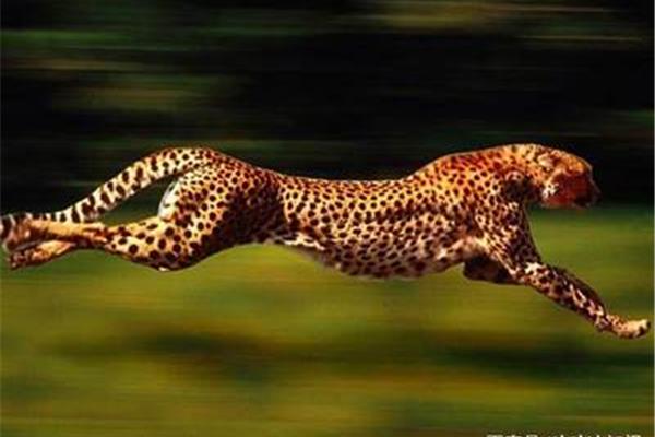 什么動物跑的最快?獵豹 速度最快的動物是什么?