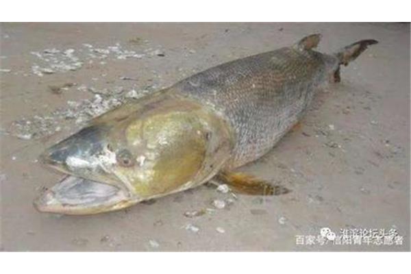 世界上最毒的魚有毒魚是什么?