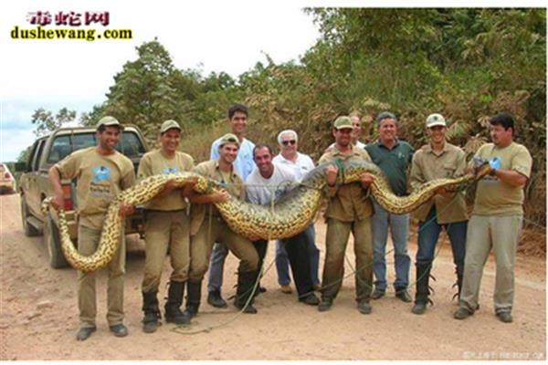 全世界很大蟒蛇在哪里? 很大的蟒蛇叫什么