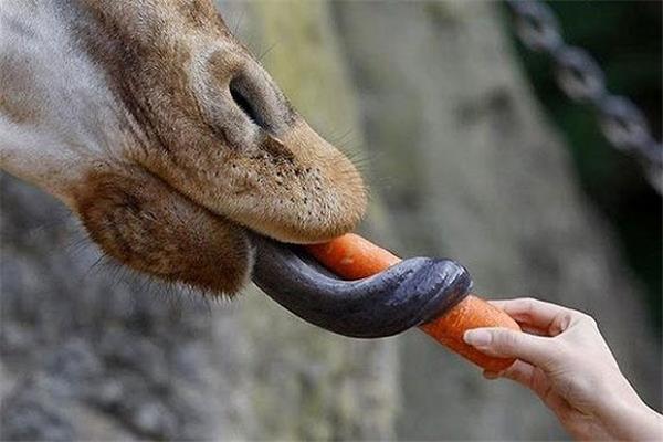 什么動物舌頭最長