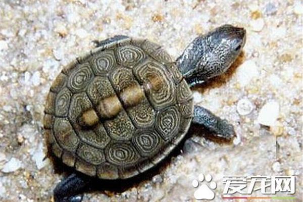 最長壽的烏龜是什么?最長壽的烏龜