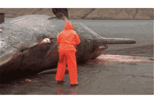 世界上很大鯨魚是什么鯨魚體型最巨大