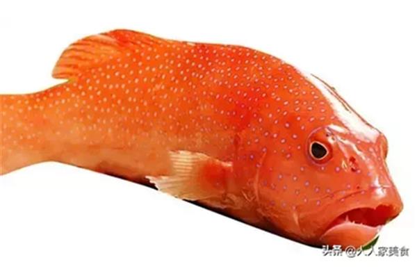 東星斑魚多少錢一斤