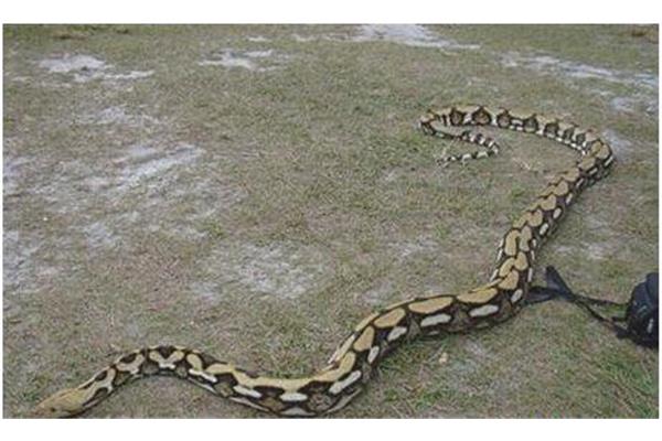 世界上最長的蛇是什么蛇