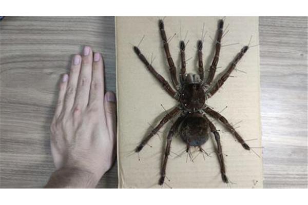 世界上很大的蜘蛛是什么