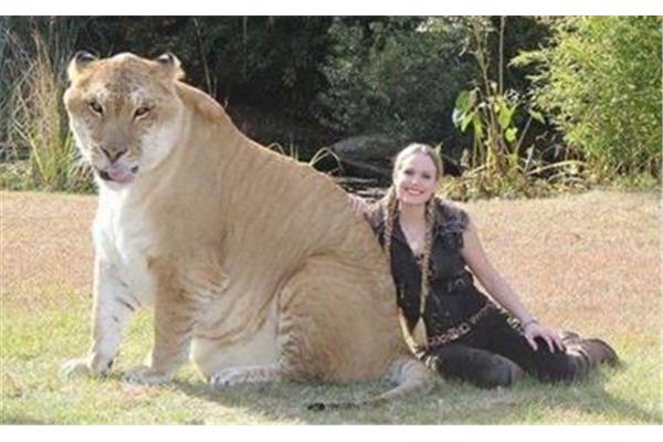 世界上很大的貓科動物是什么