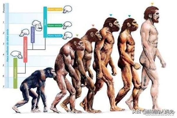 人類是由什么進化來? 人是由什么進化來的