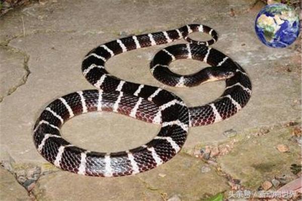廣東最毒的蛇是什么蛇,世界最毒的蛇是什么蛇
