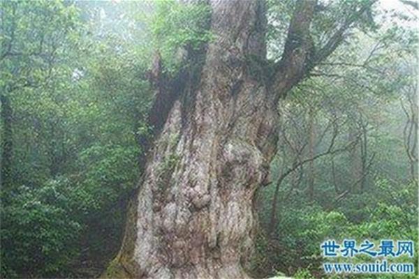 什么樹壽命最長