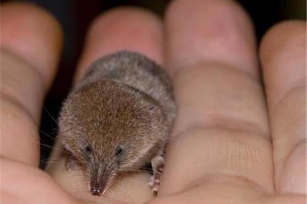 最小的哺乳動物是什么