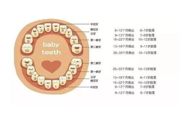 拔雙排牙需要多長時間?孩子會掉雙牙嗎?