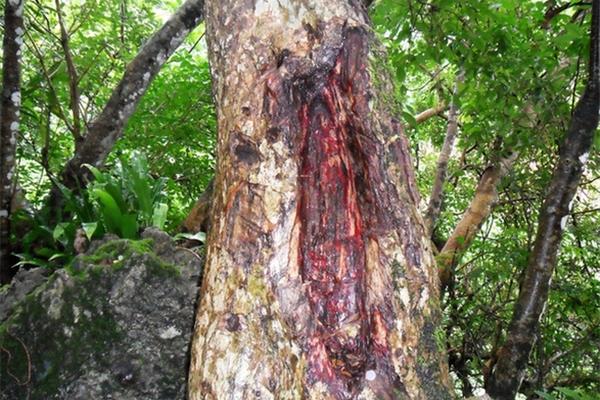 西雙版納雨林中有一棵樹會流血