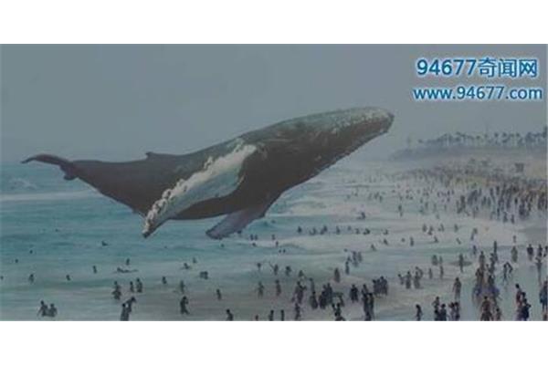 世界上很大的鯨魚是什么鯨