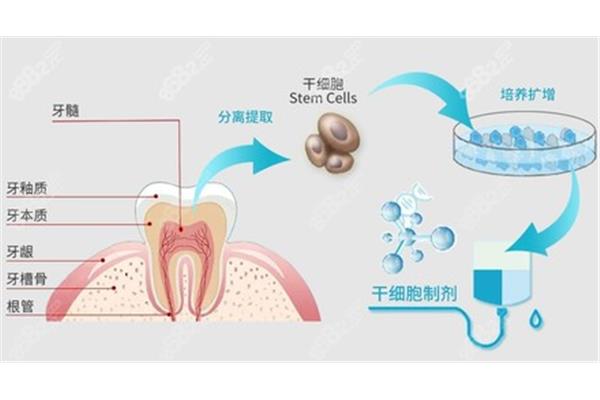 牙齒再生技術需要多長時間?牙齒的基因再生已經成功了