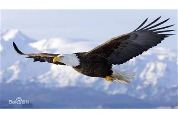 世界上飛得最高的鳥是什么鳥?斑頭雁