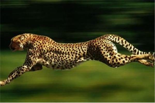世界上最快的五種動物之一竟是獵豹!