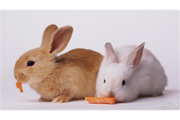 你喜歡什么動物吃蘿卜?除了兔子還有什么動物愛吃蘿卜