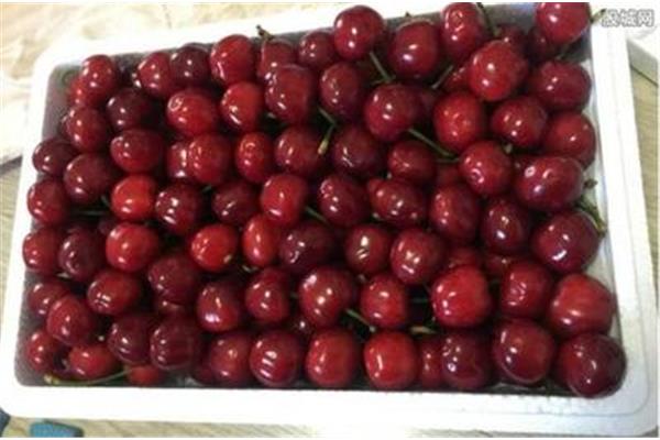 上海櫻桃多少錢一斤根據品種不同價格有別