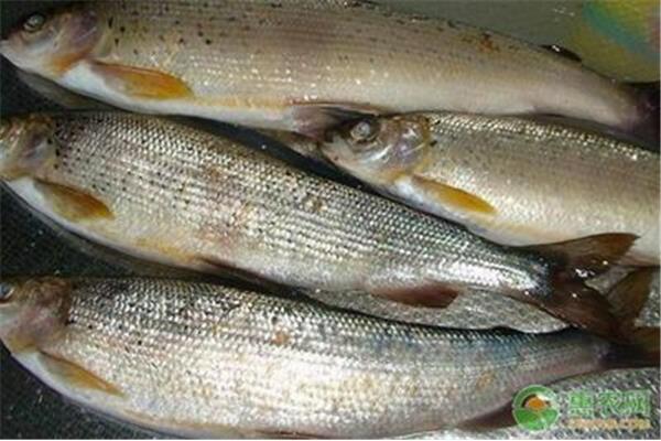 東北柳根魚多少錢一斤,2023柳根魚多少錢一斤