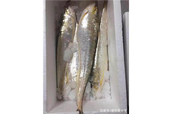 三文魚養殖攻略:哪些魚最好吃?