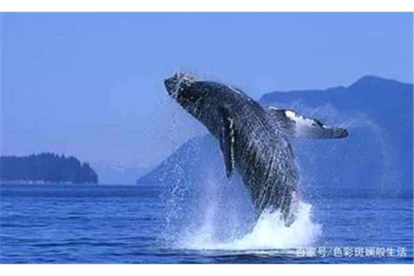 鯨魚是世界很大鯨魚之一! 世界很大的鯨魚是什么鯨魚