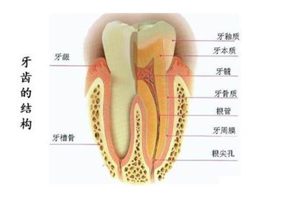 牙痛多久需要重補? 補蛀牙洞要多久