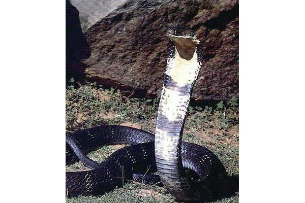 世界上最毒的蛇是什么蛇? 最毒的蛇 一名