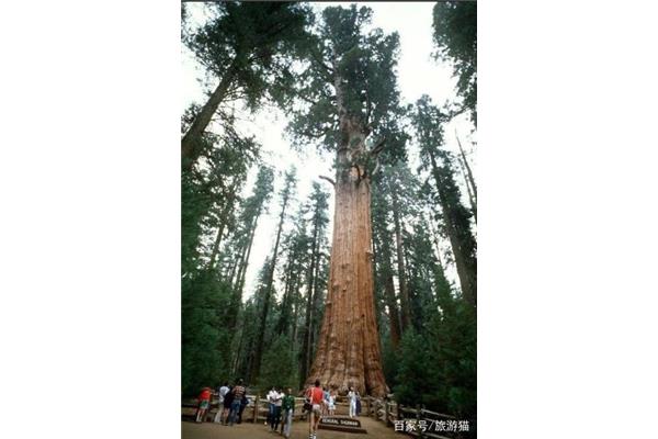 世界上最高的樹是什么樹