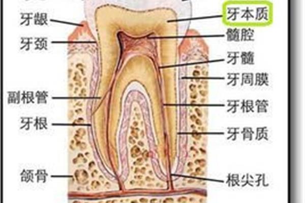 拔掉牙神經多久能修復? 蓋髓修復牙本質需要多久