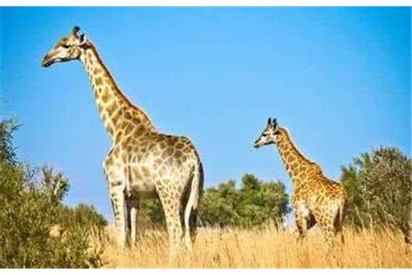 什么動物最矮,世界上最矮的長頸鹿