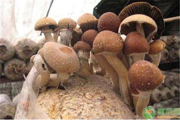 什么蘑菇很大