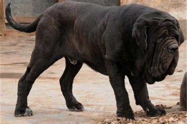 世界十大最兇猛的狗 什么狗最兇猛