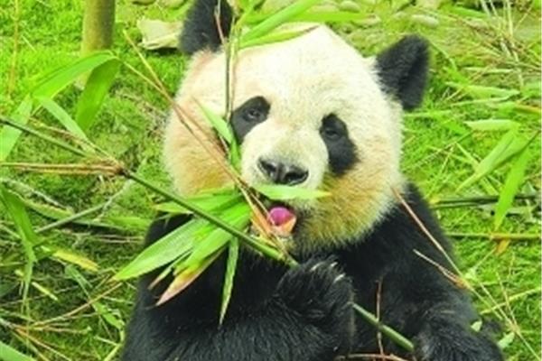 大熊貓為何被列為國寶? 大熊貓為什么被成為國寶的原因