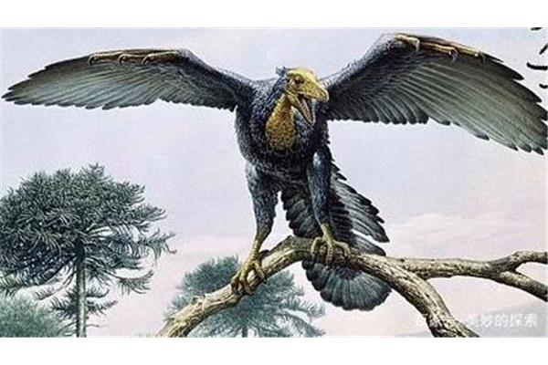 鄭始祖鳥是什么動物,鳥類的祖先是誰?