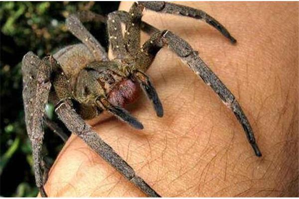 世界上最毒的蜘蛛是什么