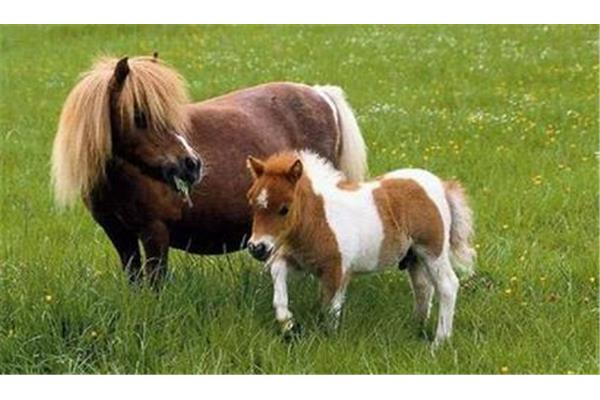世界上最小的馬是什么馬