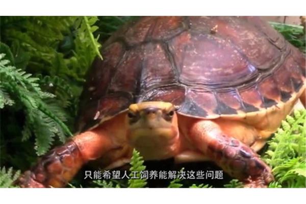 什么是真正的烏龜? 市面上最貴的龜是什么品種