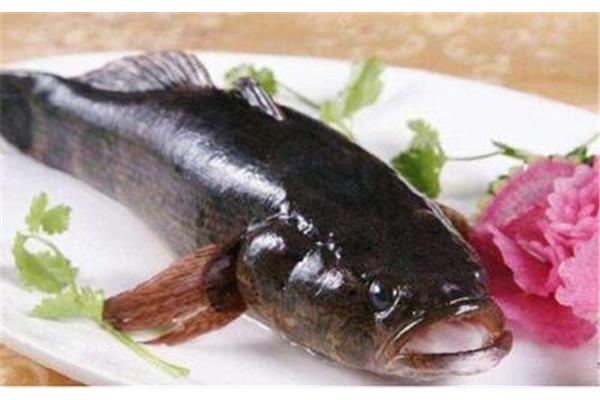 淡水養什么魚最賺錢? 廣東筍殼魚多少錢一斤