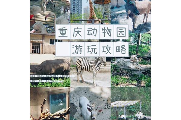 重慶動物園門票多少錢