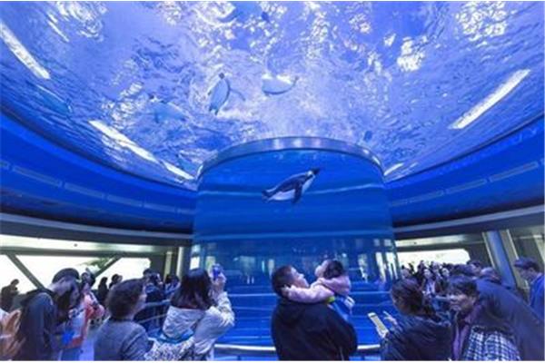 天津海昌極地海洋公園和上海海洋館門票多少錢?