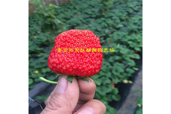 草莓價格如何走勢 40塊錢一斤草莓有多少個
