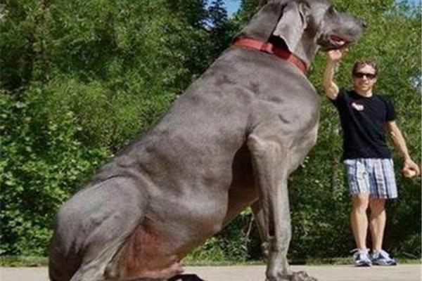 世界上很大的狗是什么狗