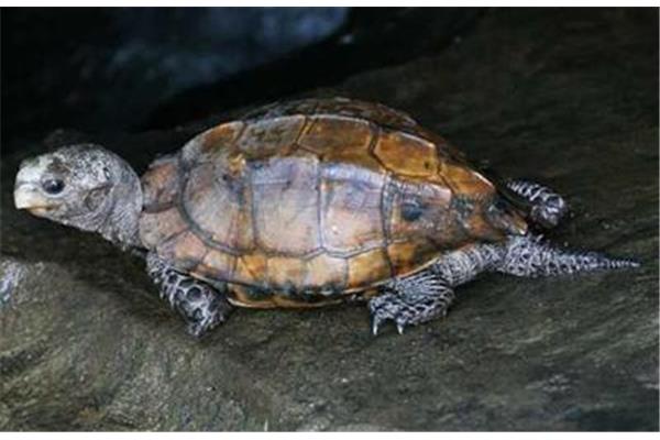 黑頸龜最貴的品種是什么?最貴的十只烏龜排名