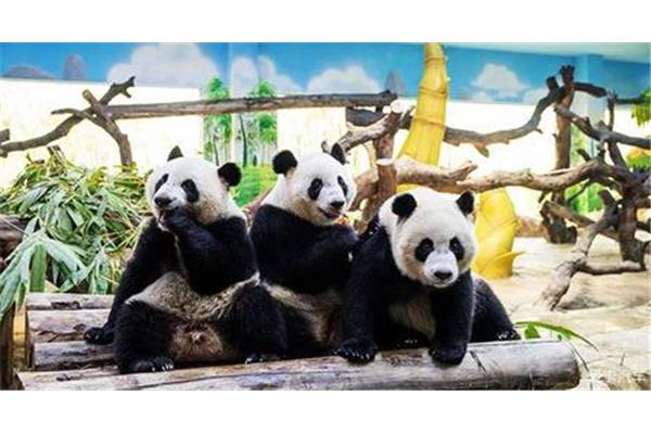 世界上有多少只熊貓