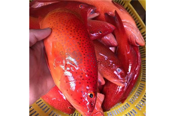 紅星斑魚多少錢一斤