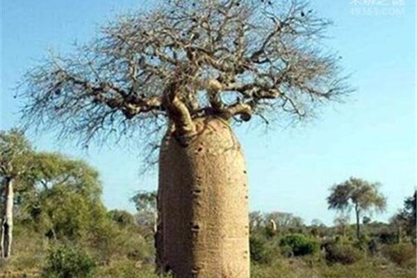 最長壽的樹是什么,十大長壽樹?
