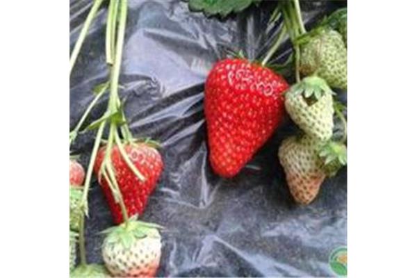 草莓采摘多少錢一斤?價格走勢如何