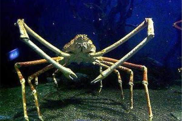 螃蟹之爭:很大螃蟹為什么螃蟹很大螯很大
