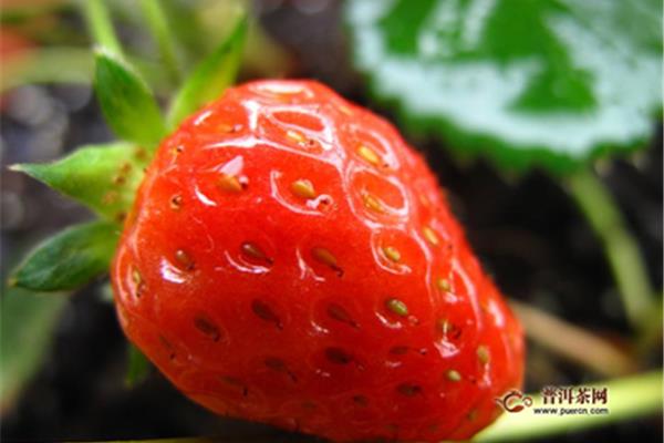 冬季草莓一般多少錢一斤,奶油草莓一般多少錢一斤